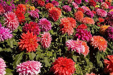 《我的世界》将为狼推出重大更新 更丰富的种群和个体